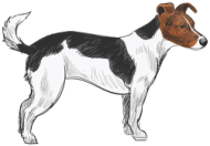 Bluza Damska Jack Russell Terrier
