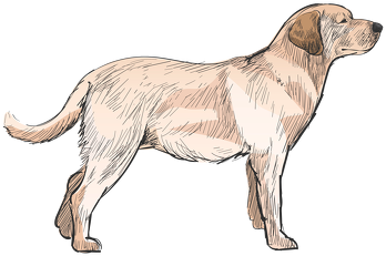 Koszulka Damska Labrador Basic