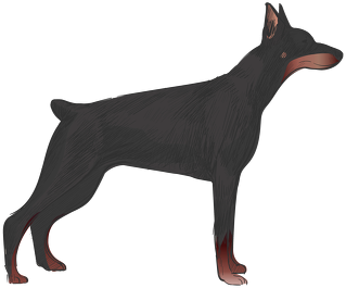 Bluza Męska Doberman Pinscher