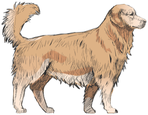 Koszulka Męska Golden Retriever Basic