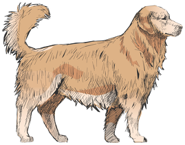 Bluza Męska Golden Retriever