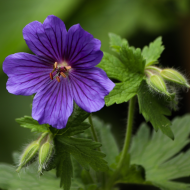 Poduszka dekoracyjna Geranium