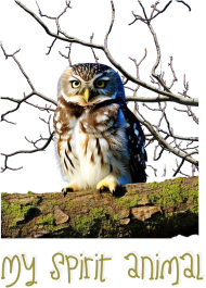 My Spirit Animal - Owl