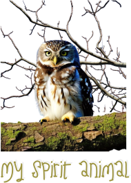 My Spirit Animal - Owl