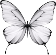 Koszulka Butterfly