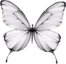 Koszulka Butterfly