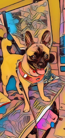 Bluza chopięca vanlifedog