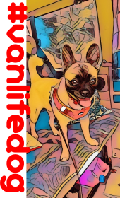 Bluza dziewczynka Vanlifedog