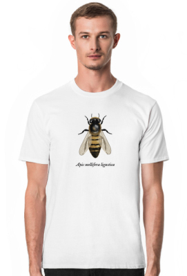 Apis m. ligustica - włoska pszczoła - pszczelarz-jonasz