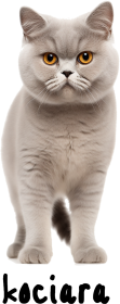 Cat T-Shirt