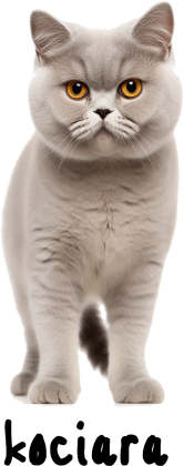Cat T-Shirt