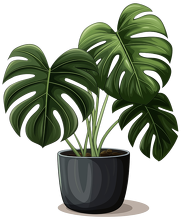 Monstera