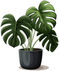 Bluza Monstera