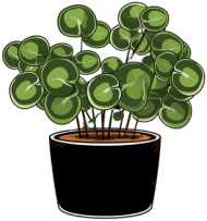 Bluza Pilea