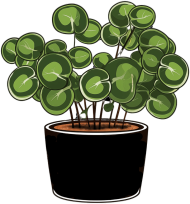 Bluza Pilea