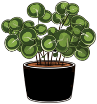 Bluza Pilea