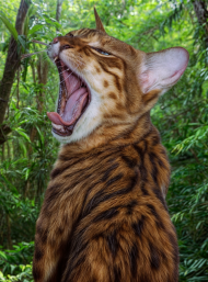 Jungle Cat