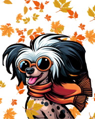 Grzywacz chiński Cruella Devil