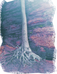 NATURA