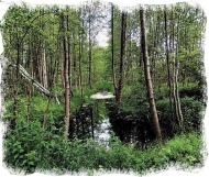 PRZYRODA