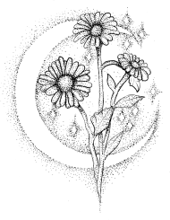Koszulka Stokrotki księżycowe, T-shirt Moon daisies