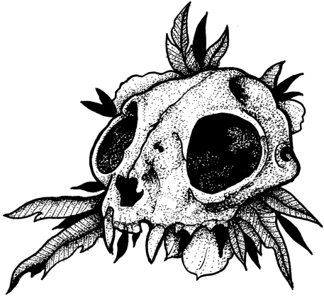 Koszulka Kocia czaszka, T-shirt Kitten skull