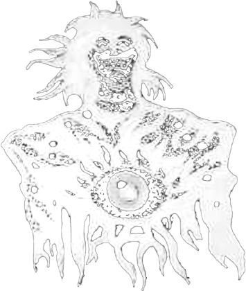 Koszulka Alucard_n, T-shirt Alucard_n