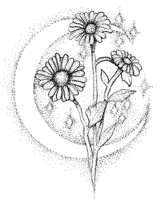 Bluza z kapturem Stokrotki księżycowe, Hoodie Moon daisies