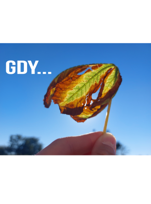 Koszulka damska czarna Żyję naprawdę tylko gdy