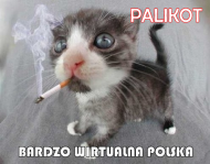 Miś Pali Kot