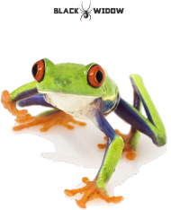 Frog 01 F 02