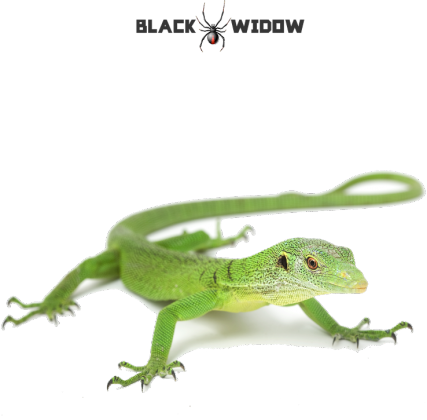 Lizard 03 M 01