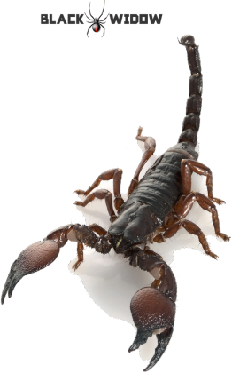 Skorpion M