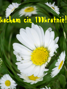 Kocham Cię 100krotnie!