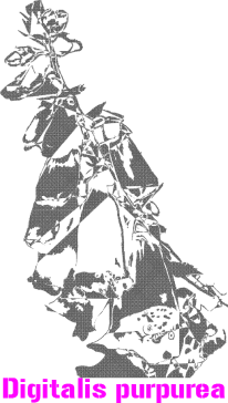 Digitalis purpurea