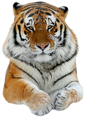 Bluza - Tygrys
