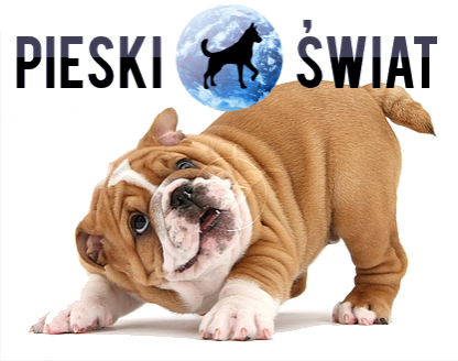 Koszulka Pieski Świat męska