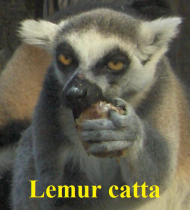 T-shirt z lemurem, damski