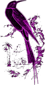 neonbird