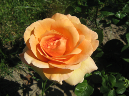 Pomarańczowa róża