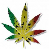 CANNABIS