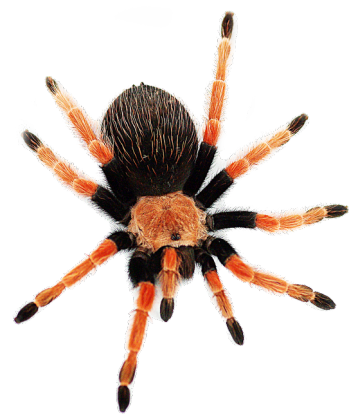 B. boehmei