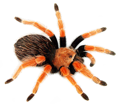 B. boehmei #2