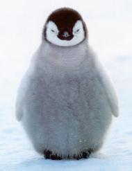 Koszulka pingwin