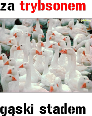 Kubek dla fanów warsaw shore