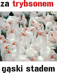 Kubek dla fanów warsaw shore