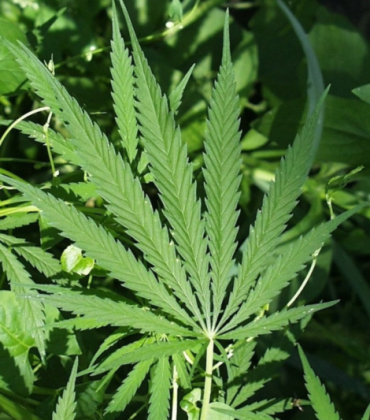 Legalize it.
