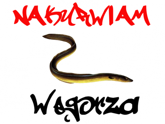 Koszulka BIAŁA Nakurwiam Węgorza