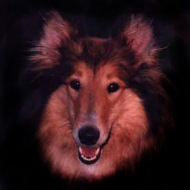Wierna jak Lassie