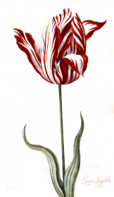 Tulipan "Semper Augustus" (K)